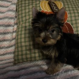 Yorkshire Terrier Puppies from Mary Yorkies in Ga
