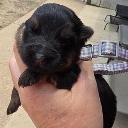 Canyon (Grey Collar) - Black and tan male German Shepherd puppy in Roanoke, Alabama from Von Schönen Träumen German Shepherds