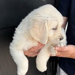 Everdeen Male - Light golden male Golden Retriever puppy in College Station, Texas from Golden Care Golden Retrievers