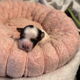 Gavin AVAILABLE (1600.00) - Parti male Yorkshire Terrier puppy in Brandenburg, Kentucky from Lil Amazing Paws Yorkshire Terriers