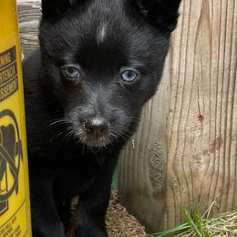 Pomsky Puppies from Michelle