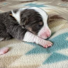 Yellow Coallar Girl Marigold - Blue female Pembroke Welsh Corgi puppy in Paris, Kentucky from Flat Run Corgis