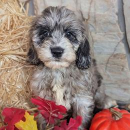 Kentucky - Merle male Cockapoo puppy in Salt Lake City, Utah from Utah Cocker Spaniels