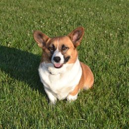 Abby - Pembroke Welsh Corgi