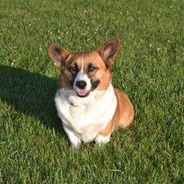 Abby - Pembroke Welsh Corgi