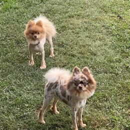 Bernard - Pomeranian