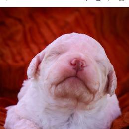 Aaron - White male Bernedoodle puppy in Hays, Kansas from Pine Street doodles