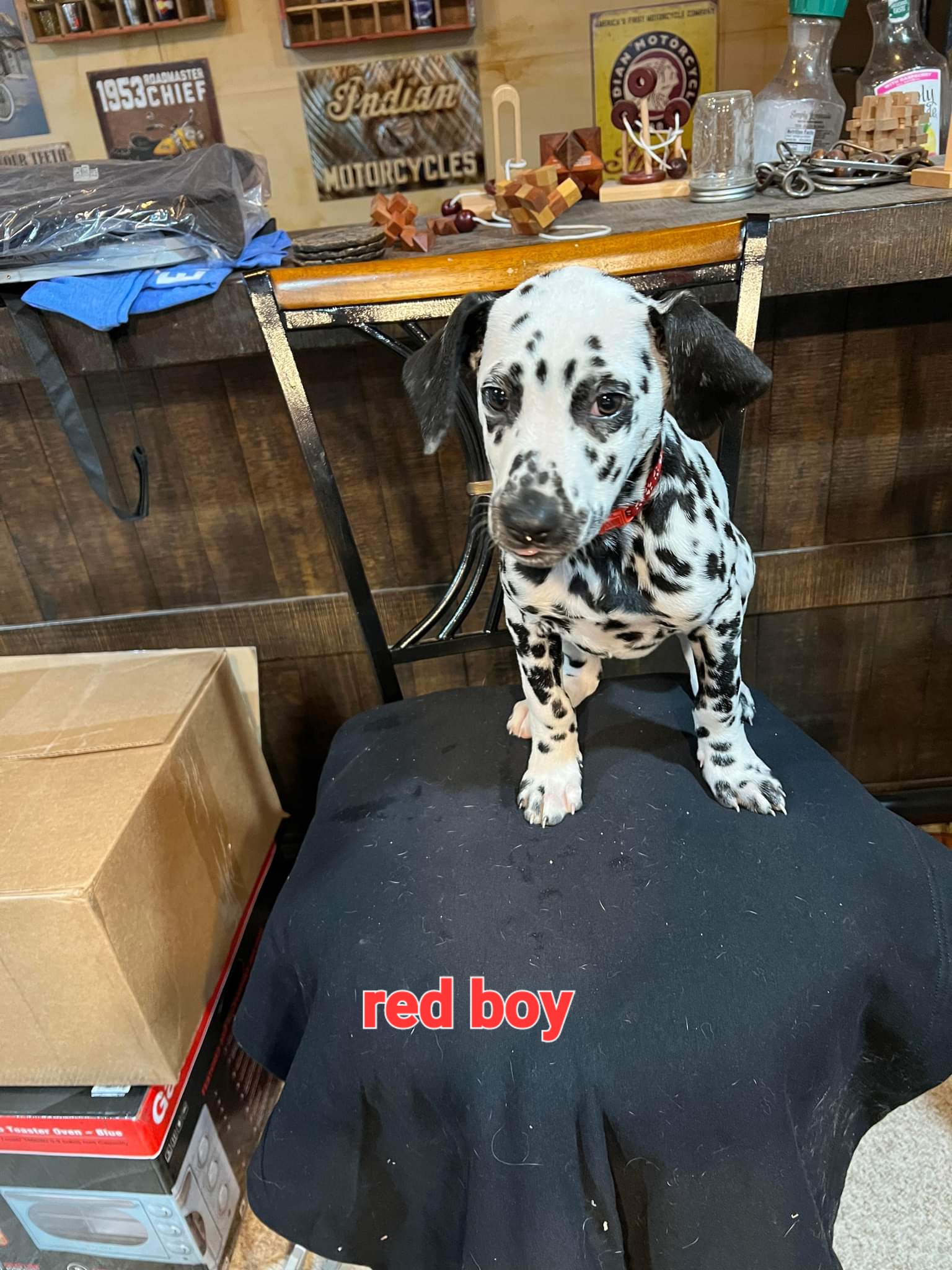 Red boy - Dalmatian puppy in Sturgis, South Dakota from Anthony's Dalmatians