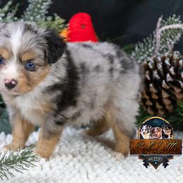 Azur - Blue merle male Toy Australian Shepherd puppy in Granbury, Texas from Best Little Aussies