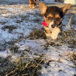Pembroke Welsh Corgi Puppies from Chaotic Corgi’s