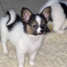 Oscar - White black and tan male Papillon puppy in Central Florida, Florida from Sunshine Papillons Central Florida