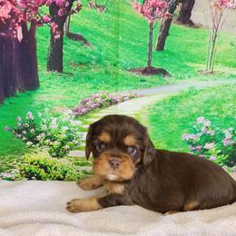 Juliette - Chocolate female Cavalier King Charles Spaniel puppy in Marshfield, Missouri from Clearview Kennels