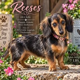 ReRe - Dachshund
