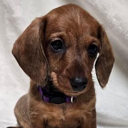 Mazie - Red female Dachshund puppy in Blair, Oklahoma from North Fork Doxies-Okla