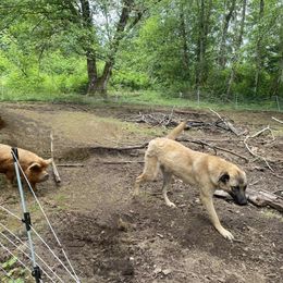 Charlie - Anatolian Shepherd Dog