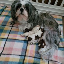 Shih Tzu Puppies from Sugar Paws Heavenly Shih Tzu’s