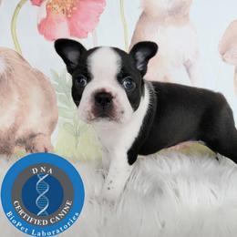 Boston Terrier Puppies from Our Gang Bostons
