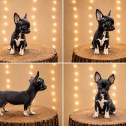 Black and white male - Black and white male Chihuahua puppy in Glen St Mary, Florida from Little Pawz, LLC