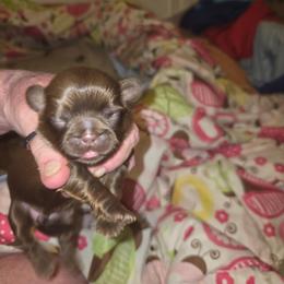 Jackie - Chocolate female Shih Tzu puppy in Cook County, Illinois from My Tzu Crew