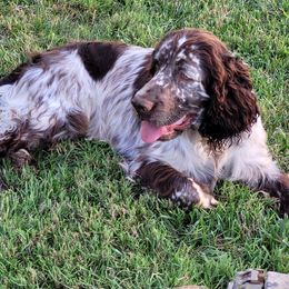 Ronin - English Springer Spaniel