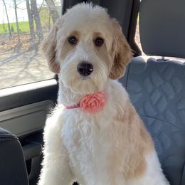 Oakley - Goldendoodle
