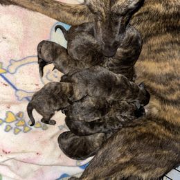 AKC F3 - Gold brindle female Dutch Shepherd puppy in Hastings, Minnesota from Century Hills Farm