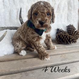 Timber - Red  male Goldendoodle puppy in Runaway Bay, Texas from Green Ranch Doodles