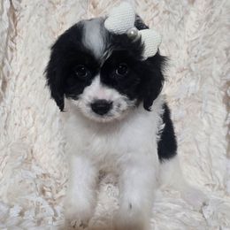 Patience - Black and white female Cavapoo puppy in Lebanon, Kentucky from Mosaic Merle Doodles