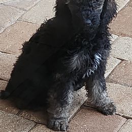 Poodle Puppies from Savvy and Friends, LLC