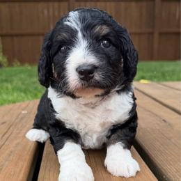 Gia - Tri-color female Bernedoodle puppy in Fishers, Indiana from Fishers Bernedoodles