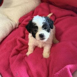 Maltipoo Puppies from Kirksey Texas Elite Maltidoodles