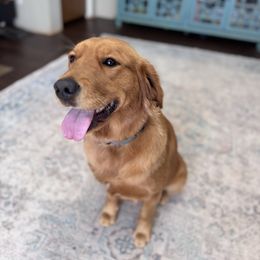 Sadie Mae - Golden Retriever