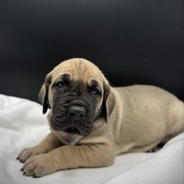Mufasa - Fawn male Great Dane puppy in Grand Junction, Colorado from Top Brackett Danes