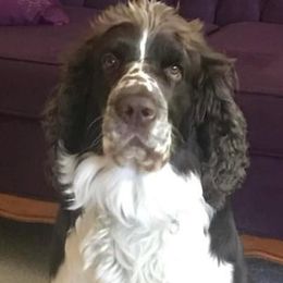 English Springer Spaniels from Wyoming Springer Spaniels