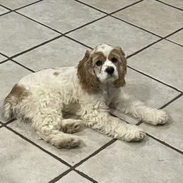 Olivia - Cocker Spaniel
