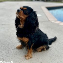 Simi - Cavalier King Charles Spaniel