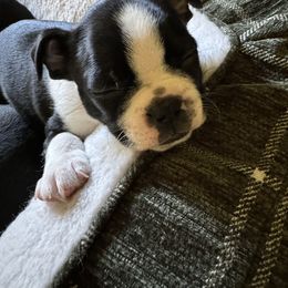 Boston Terrier Puppies from Mary's Puppy