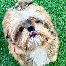Rocco - Brindle and white male Shih Tzu puppy in Victorville, California from Precioustzus