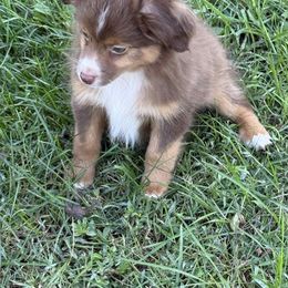 Pup 2 - Red tri male Toy Australian Shepherd puppy in Luzerne, Iowa from Rouse's Aussies