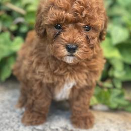 Ariel (Pink Collar) - Red  female Poodle puppy in Ogden, Utah from Bells Poodles