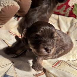 Boy 1 - Chocolate male Havanese puppy in East Lansing, Michigan from VanCort's Happy Havanese