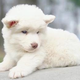 Ravel - White male Siberian Husky puppy in Woodlawn, Virginia from Delta Huskies