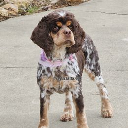 Autumn - Cocker Spaniel
