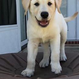 Labrador Retriever Puppies from Aisling Labradors of N.E. Florida