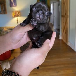 Girl 3 - French Bulldog puppy in Roanoke Rapids, North Carolina from Ferrell’s Frenchies