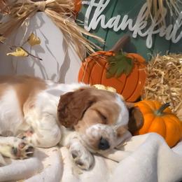 Annie - Red and white female Welsh Springer Spaniel puppy in Colorado Springs, Colorado from Crimson Trail