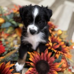 Salem - Black tri female Miniature Australian Shepherd puppy in Merritt Island, Florida from Space Coast Mini Aussies