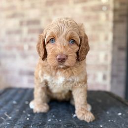 Aurora (Pink) - Caramel red female Australian Labradoodle puppy in San Antonio, Texas from Pinnacle Labradoodles