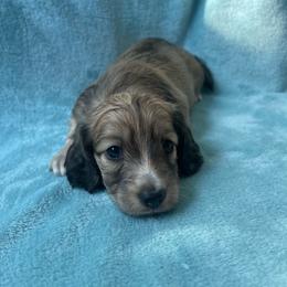 Motorheads Annie - Cream female Dachshund puppy in Yucaipa, California from Motorhead Dachshunds