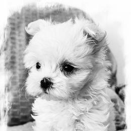 Maltese Puppies from Rockin Rivers AKC Maltese & Malshi's